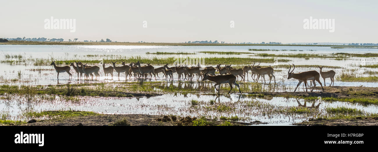 Panorama des roten Letschwe (Kobus Leche) waten durch Untiefen; Botswana Stockfoto