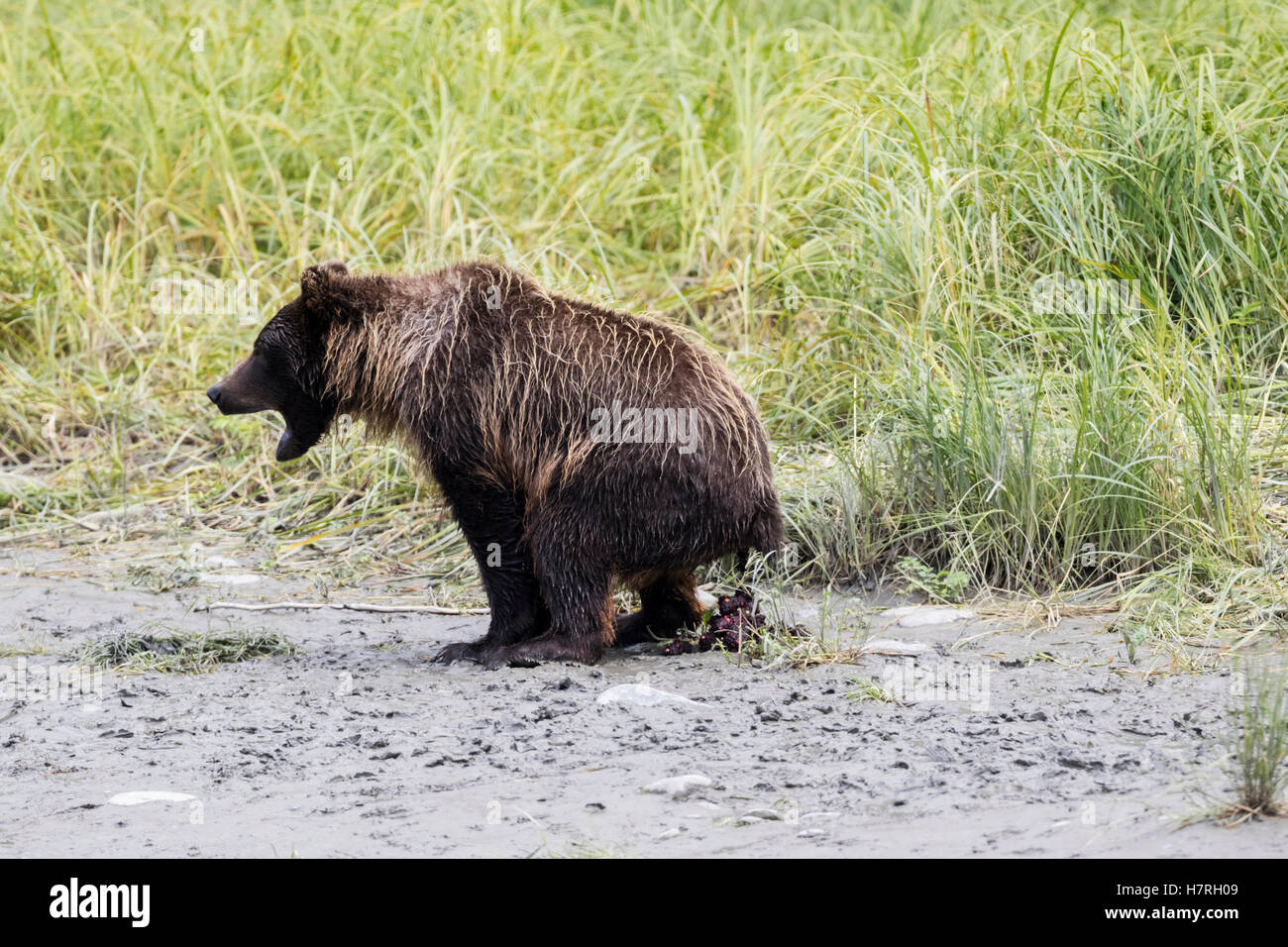 Unreifer Braunbär (Ursus Arctos) Am Bird Creek, Südlich Von Anchorage Bei Etwa Meile 100 Seward Highway, Bär Wird Gefangen Gehen, Um Bad Und Seine Dro... Stockfoto