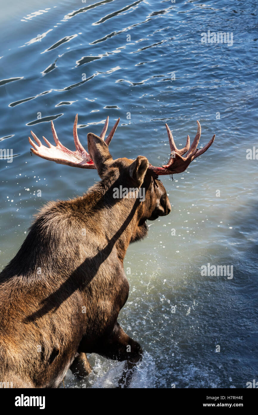 Bull Moose (Alces Alces) gerade aus Shedding Es ist Velvet und Antlers schauen Ein wenig rot, wating ins Wasser, gefangen in Alaska Wildlife C... Stockfoto