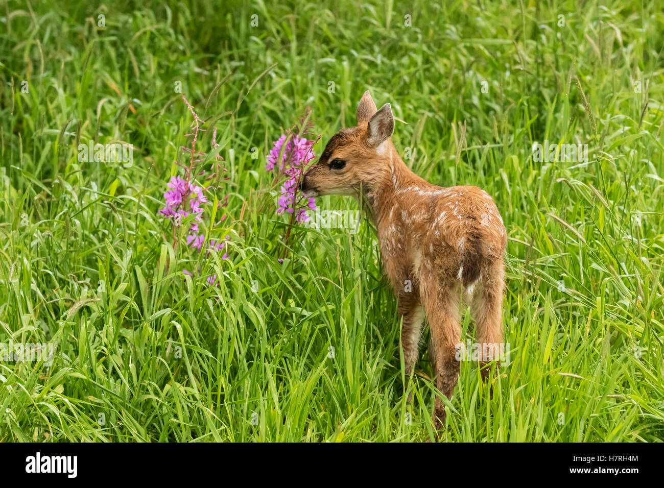 Sitka Schwarzschwanzhirsche (Odocoileus Hemionus Sitkensis) Munches On Fireweed (Chamerion Angustifolium) In Weide, Captive Animal In The Alaska... Stockfoto