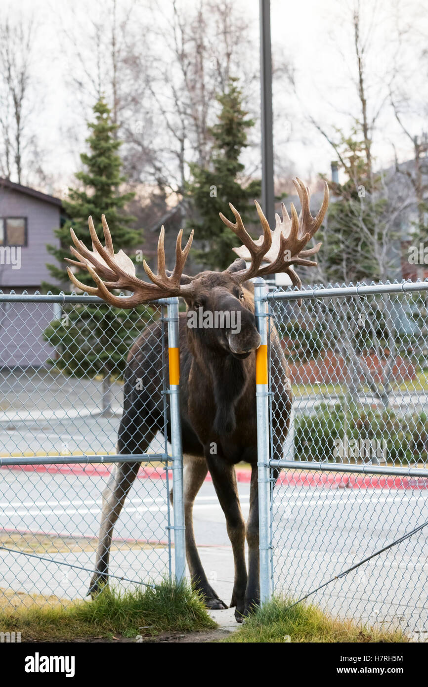 Einen großen Stier Elch (Alces Alces) drückt durch einen Zaun am Lake Hood Elementary School Yard während im Anschluss an ein anderes Bull öffnen Stockfoto