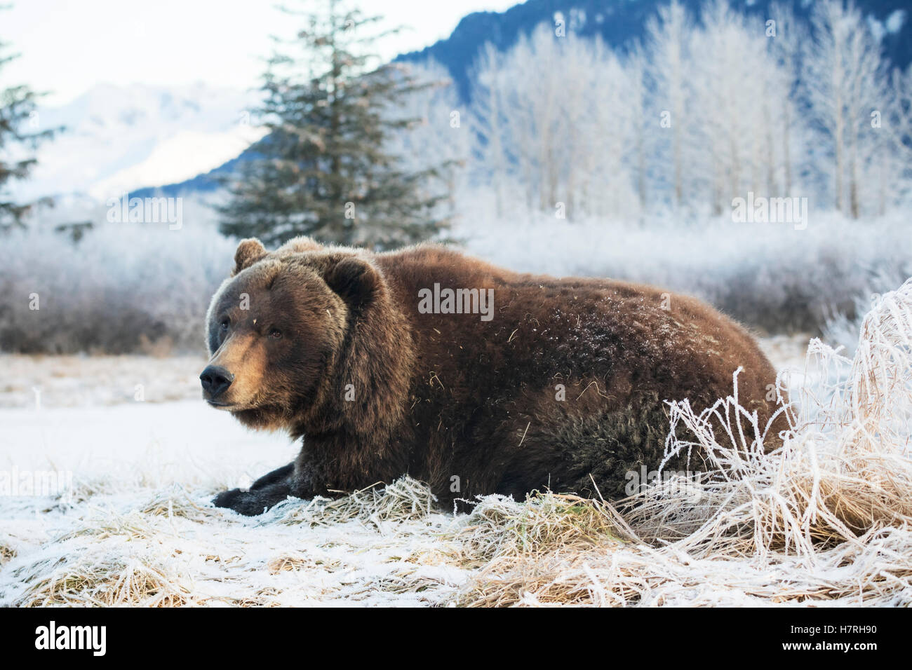 CAPTIVE: Weibliche Braunbären im Alaska Wildlife Conservation Center, Yunan Alaska, Winter, USA Stockfoto