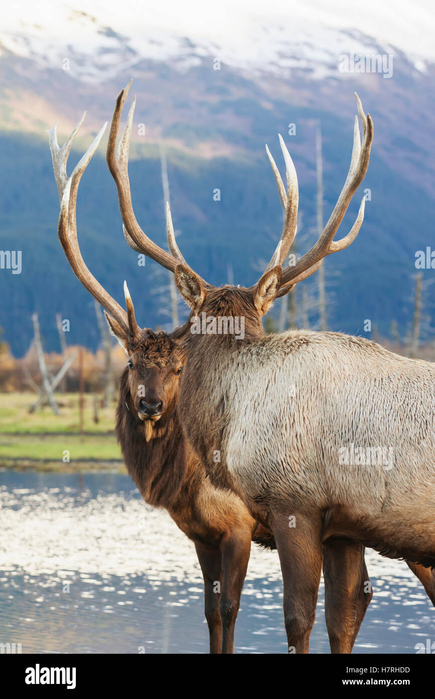 Captive paar Stier Rocky-Mountain-Wapiti (Cervus Canadensis Nelsoni) tun einige Spiel-kämpfen im Alaska Wildlife Conservation Center Stockfoto