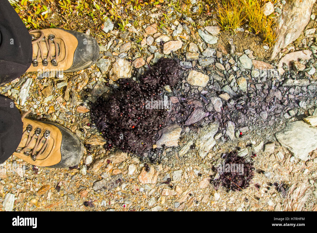 Wanderer hält auf einem Wanderweg, einige Beeren gefüllt grizzly Scat, Denali Nationalpark und Reservat, Alaska Interior im Herbst zu prüfen Stockfoto