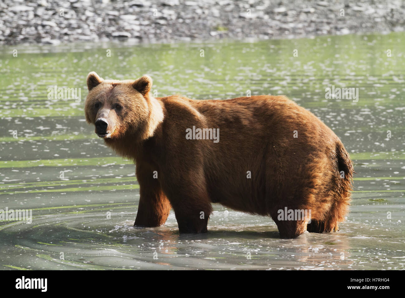 Erwachsene weibliche Grizzlybär (Ursus Arctos Horribilis) steht im Teich, Valdez Gegend nahe Fischaufzucht Allison Zeitpunkt; Alaska, USA Stockfoto