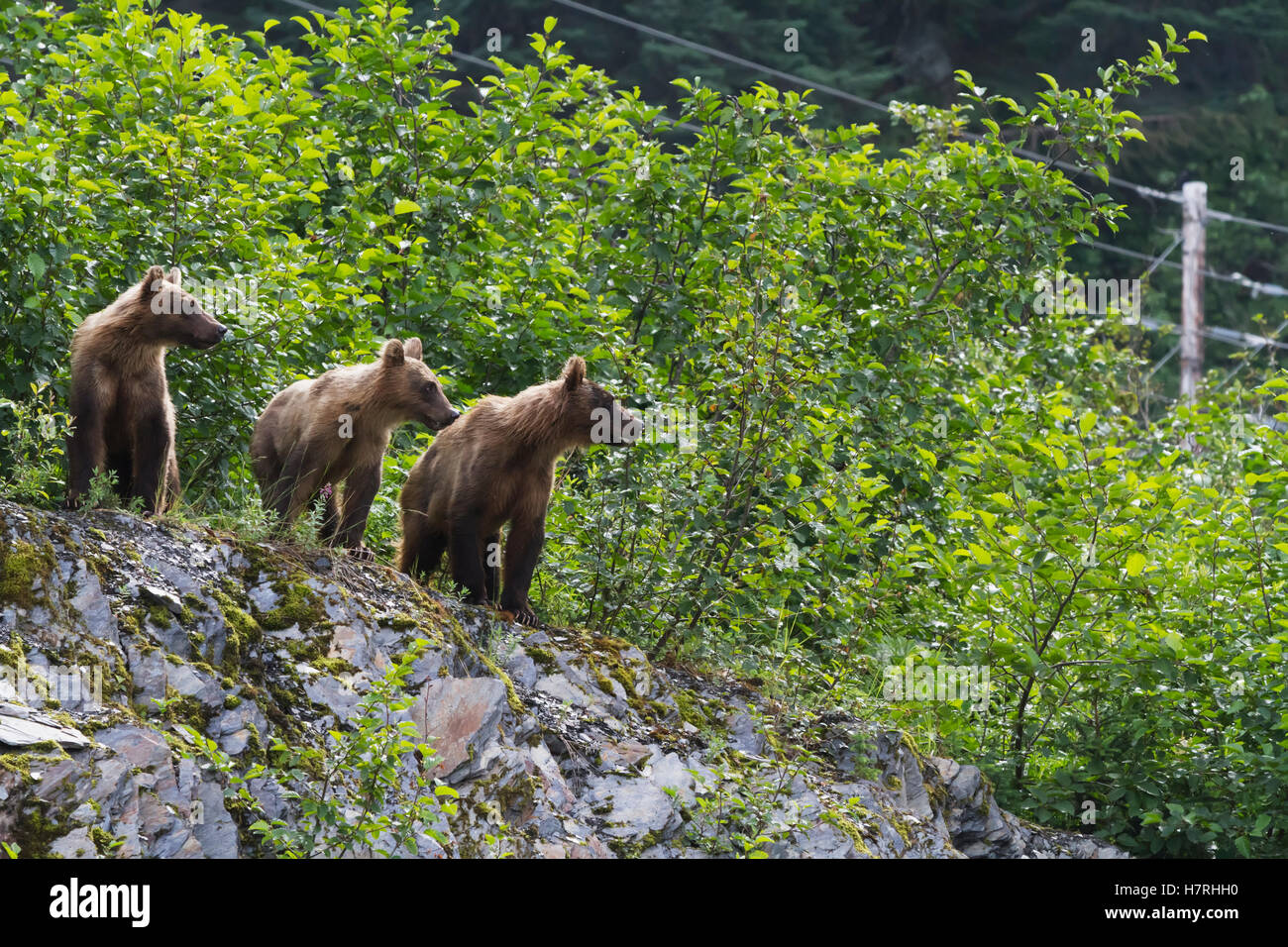 Drei Geschwisterbären (Ursus Arctos) Stehen Auf Einem Hügel Mit Blick Auf Die Dayville Road Und Suchen Nach Ihrer Mutter, Die In Der Nähe Von Valdez In Der Nähe Von Fish Hatche Füttert... Stockfoto