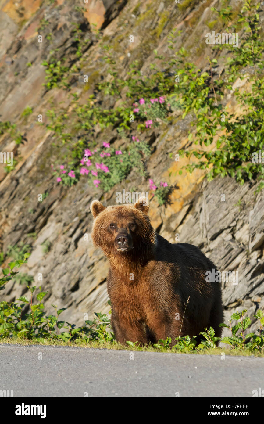 Ein Braunbär (Ursus Arctos) steht neben der Dayville Road und blickt auf die Kamera, im Valdez-Viertel in der Nähe der Fischzuchtanlage am Allison Point, Südcent... Stockfoto