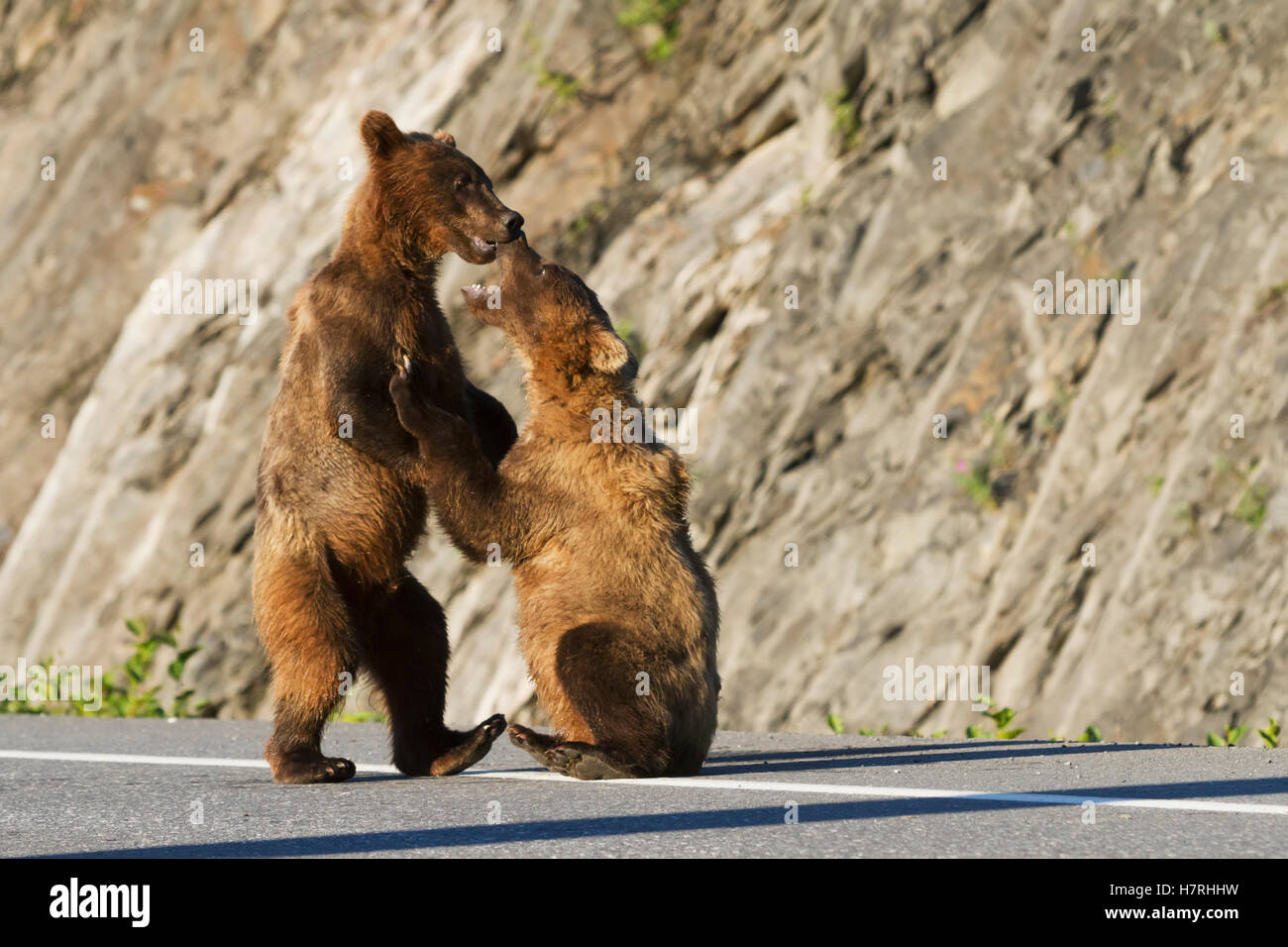 Ein Paar Braunbären (Ursus Arctos) Cubs spielen auf der Dayville Road, während ihre Mutter geduldig in der Nähe wartet, in der Nähe der Fischzuchtei am Allison Point, Sout... Stockfoto