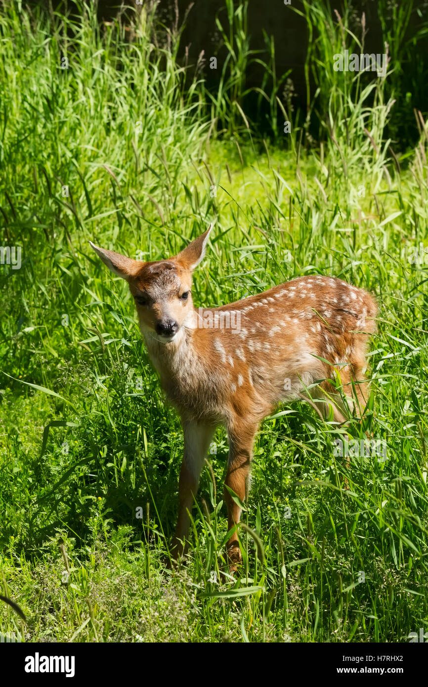 Captive schwarz - Tailed Hirsche (Odocoileus Hemionus) Kitz im Alaska Wildlife Conservation Center im Sommer; Portage, USA Stockfoto