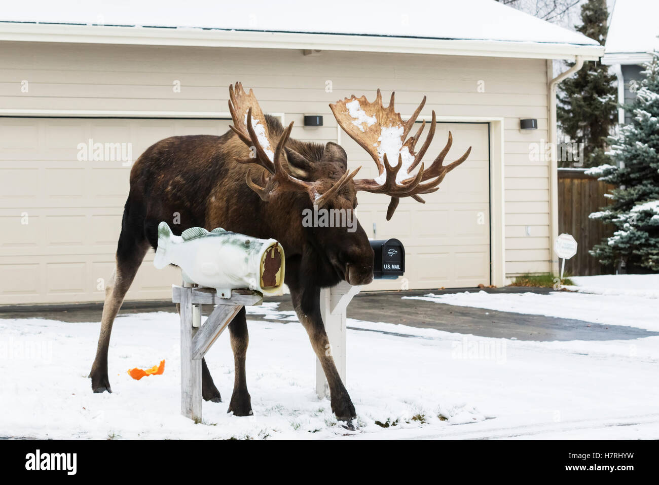 Große Bullengans (Alces Alces) mit einer der größten Rackbullen in der Gegend, mit dem Spitznamen Hook, zu Fuß zwischen Postfächern vor Einem Haus, Süd-CE... Stockfoto