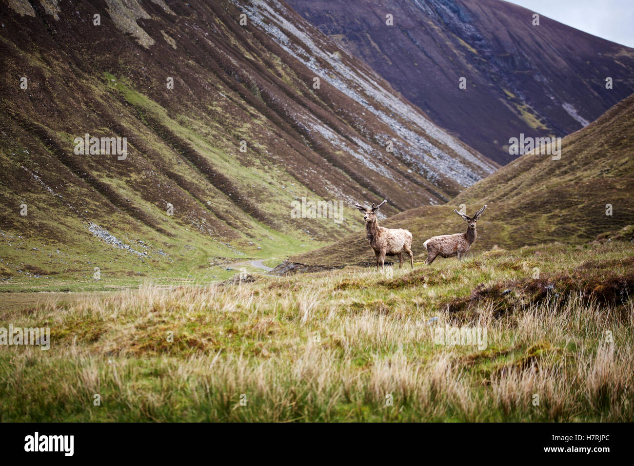 Rothirsch in schottischen Highland-Landschaft Stockfoto