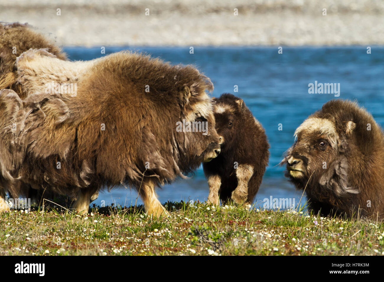 Moschusochsen (Ovibos Moschatus) Mit Kalb Beim Wandern Zwischen Zwergweiden (Salix Sp.) Am Ufer des Sagavanirktok River, Schotterbar im Hintergrund, arktischer T... Stockfoto