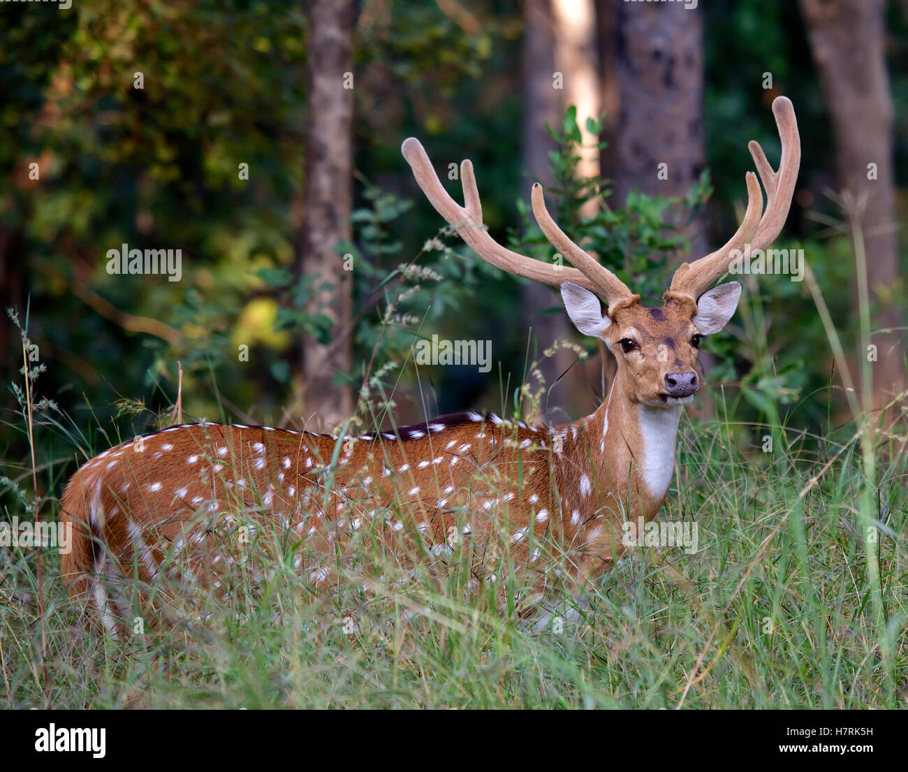 Chital entdeckt Hirsch mit Geweih in Indian Wildlife Park Stockfoto