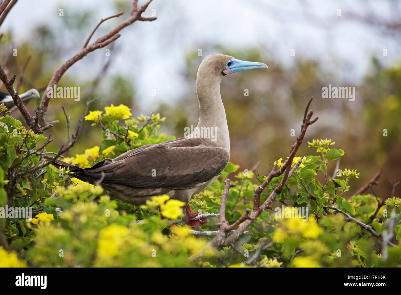 Red-footed Sprengfallen nisten in Baum am Strand Stockfoto