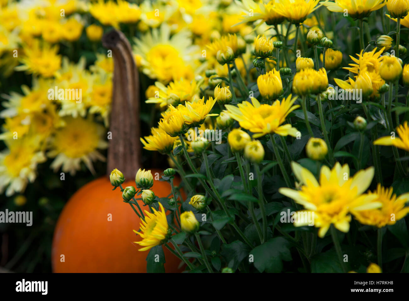 Ein Kürbis unter gelben Blüten; Woodstock, Vermont, Vereinigte Staaten von Amerika Stockfoto