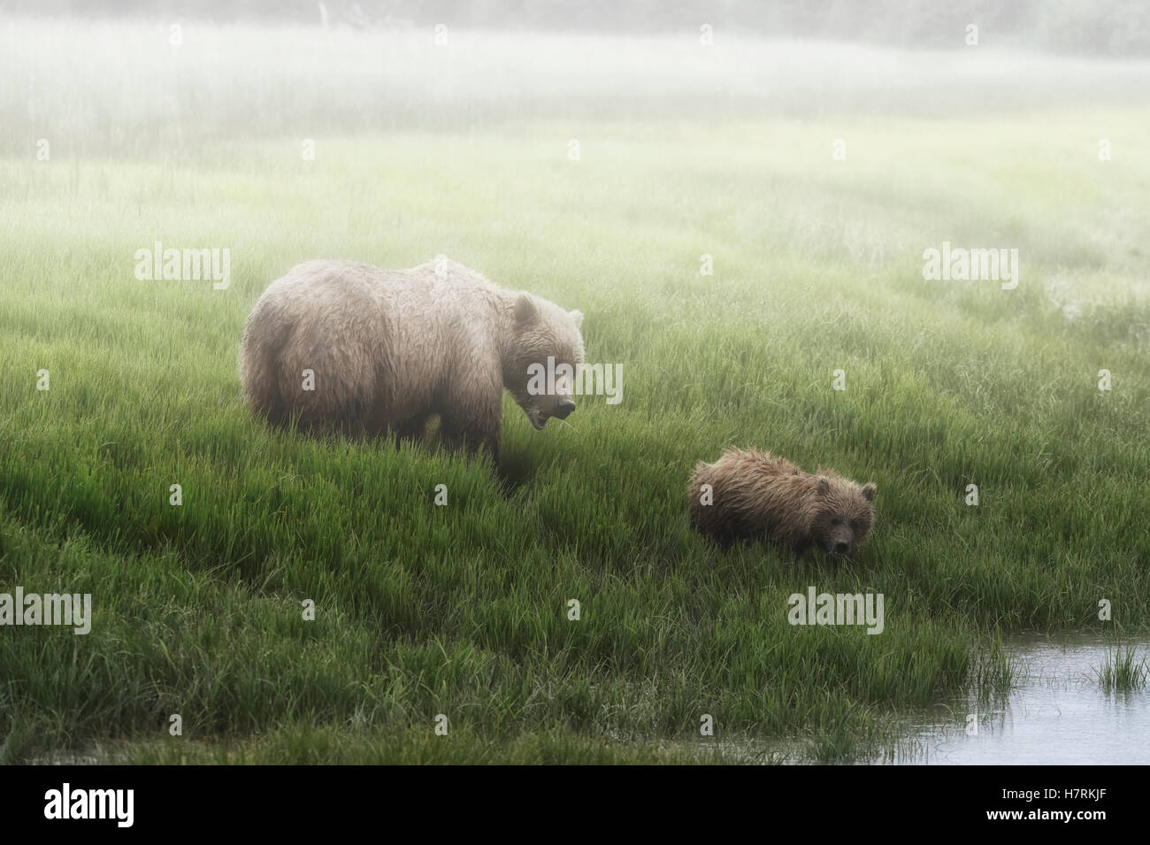 Alaska-Halbinsel Braunbär (Ursus Arctos Horribilis) und es ist Cub zu Fuß an den Rand eines Sees an einem nebligen Morgen, Lake-Clark-Nationalpark Stockfoto