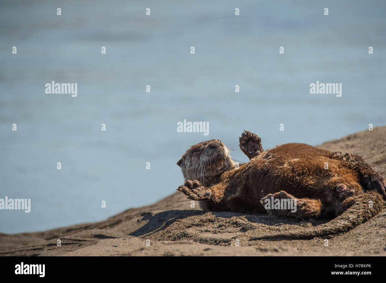 Nordamerikanischer Fischotter (Lontra Canadensis), Lake-Clark-Nationalpark; Alaska, Vereinigte Staaten von Amerika Stockfoto