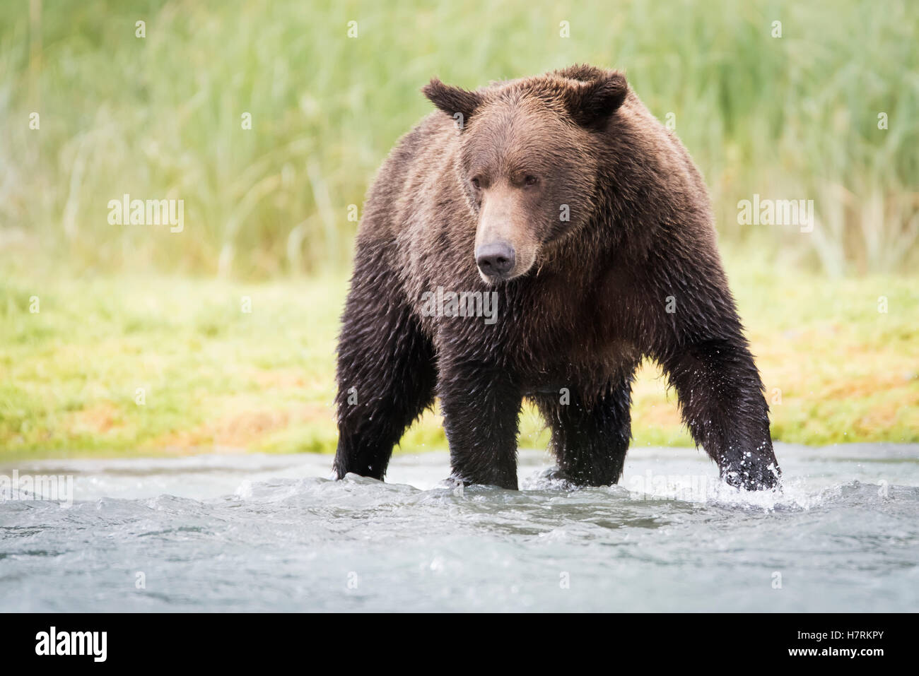 Alaska coastal Bär (Ursus Arctos) Angeln, geographischen Bay; Alaska, Vereinigte Staaten von Amerika Stockfoto