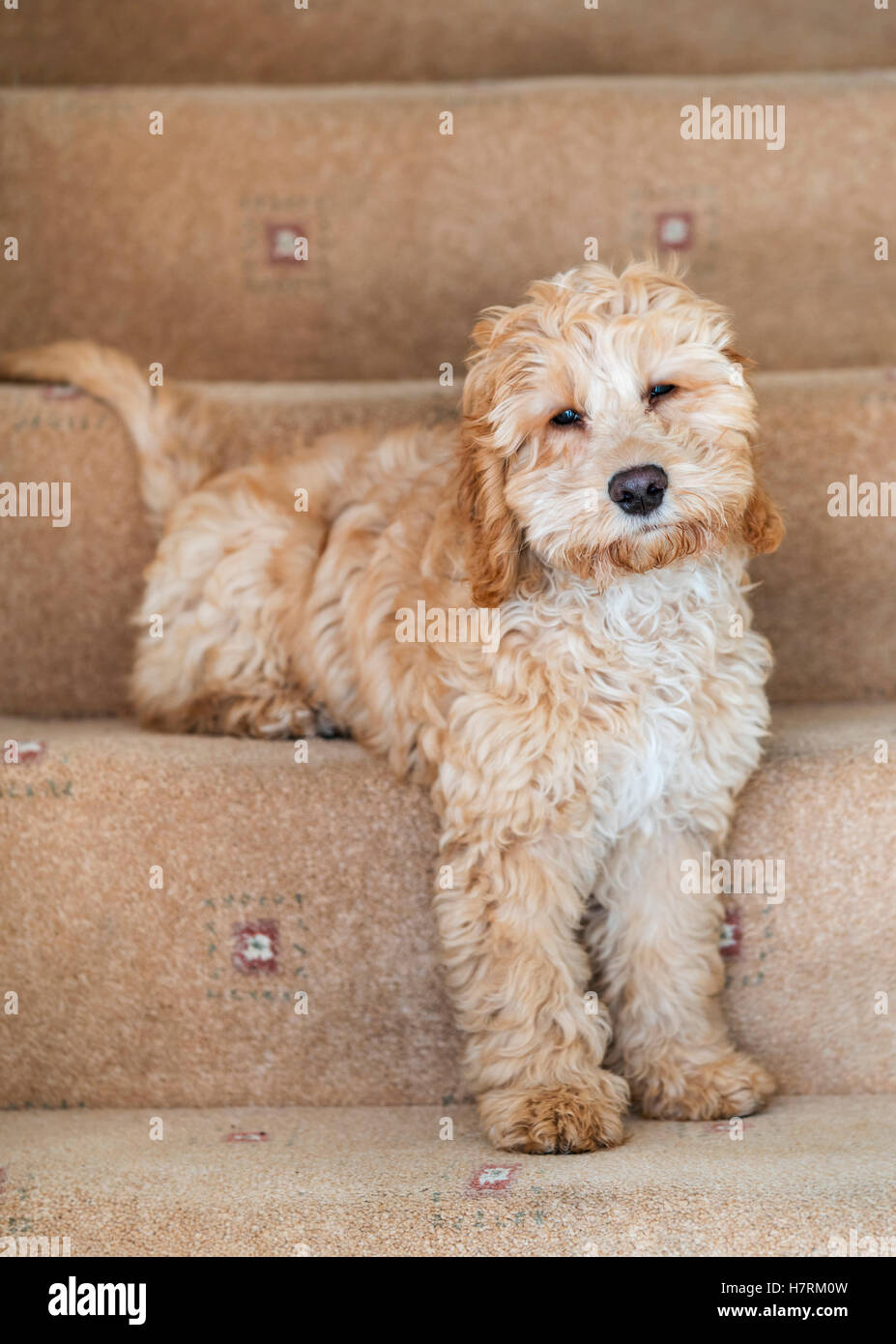 Cockapoo sitzen auf den Teppichboden Stufen zu Hause; South Shields, Tyne and Wear, England Stockfoto