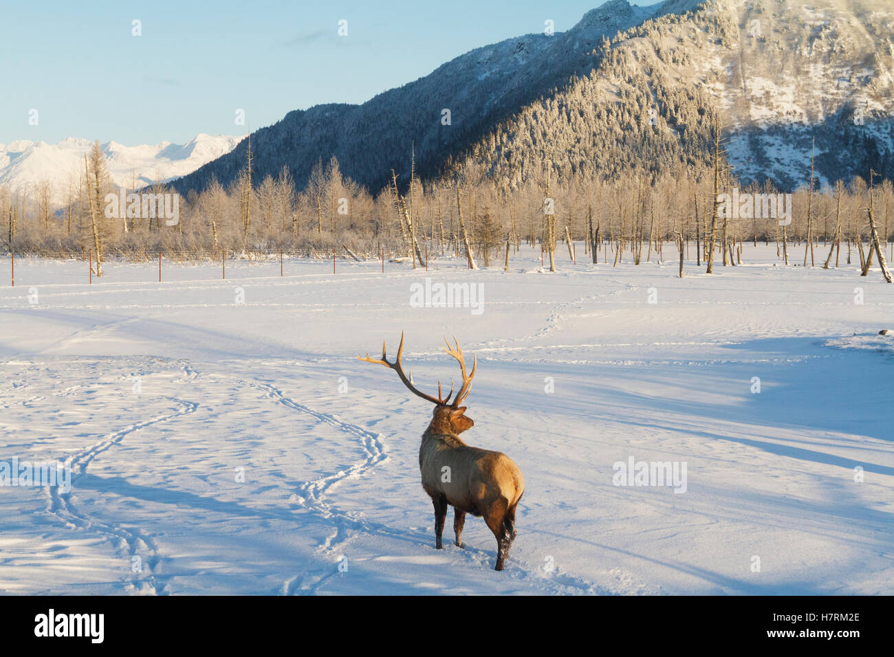Captive Stier Rocky Mountain Elche (Cervus Canadensis Nelsoni), Alaska Wildlife Conservation Center im Winter, Süd-Zentral-Alaska Stockfoto