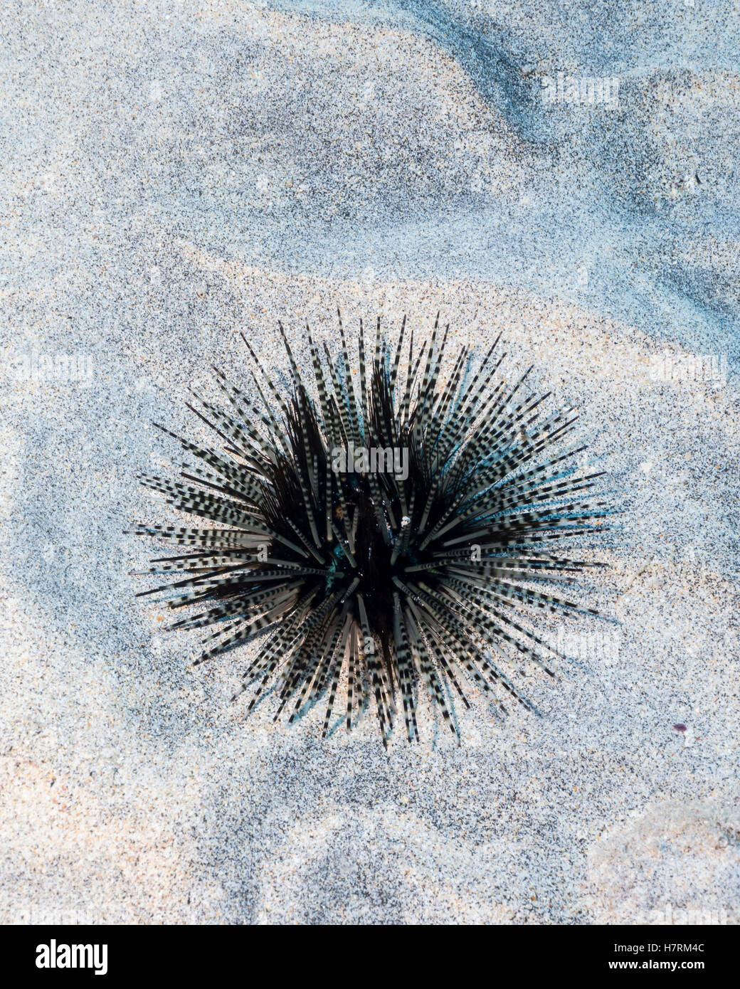 Gebänderten Seeigel (Echinothrix Calamaris) auf einem sandigen Boden vor der Kona-Küste; Kona, Insel Hawaii, Hawaii, USA Stockfoto