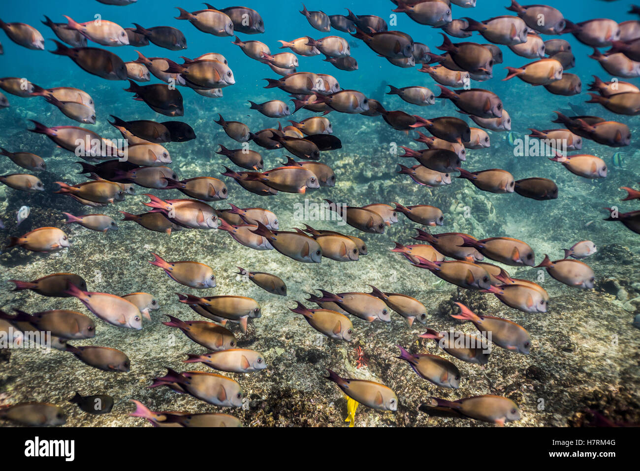 Schule von Braun Surgeofish (Acanthurus Nigrofuscus) fotografiert beim Schnorcheln der Kona-Küste Stockfoto