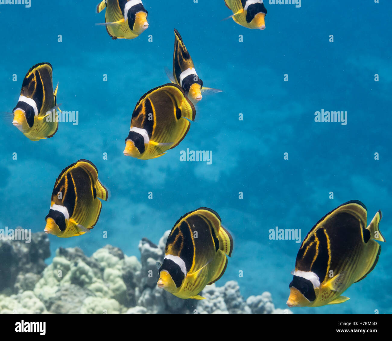 Racoon Butterflyfish (Chaetodontidae Lunula) Schulbildung aus Kona-Küste, Schildkröte Haven, Insel Hawaii, Hawaii, USA Stockfoto