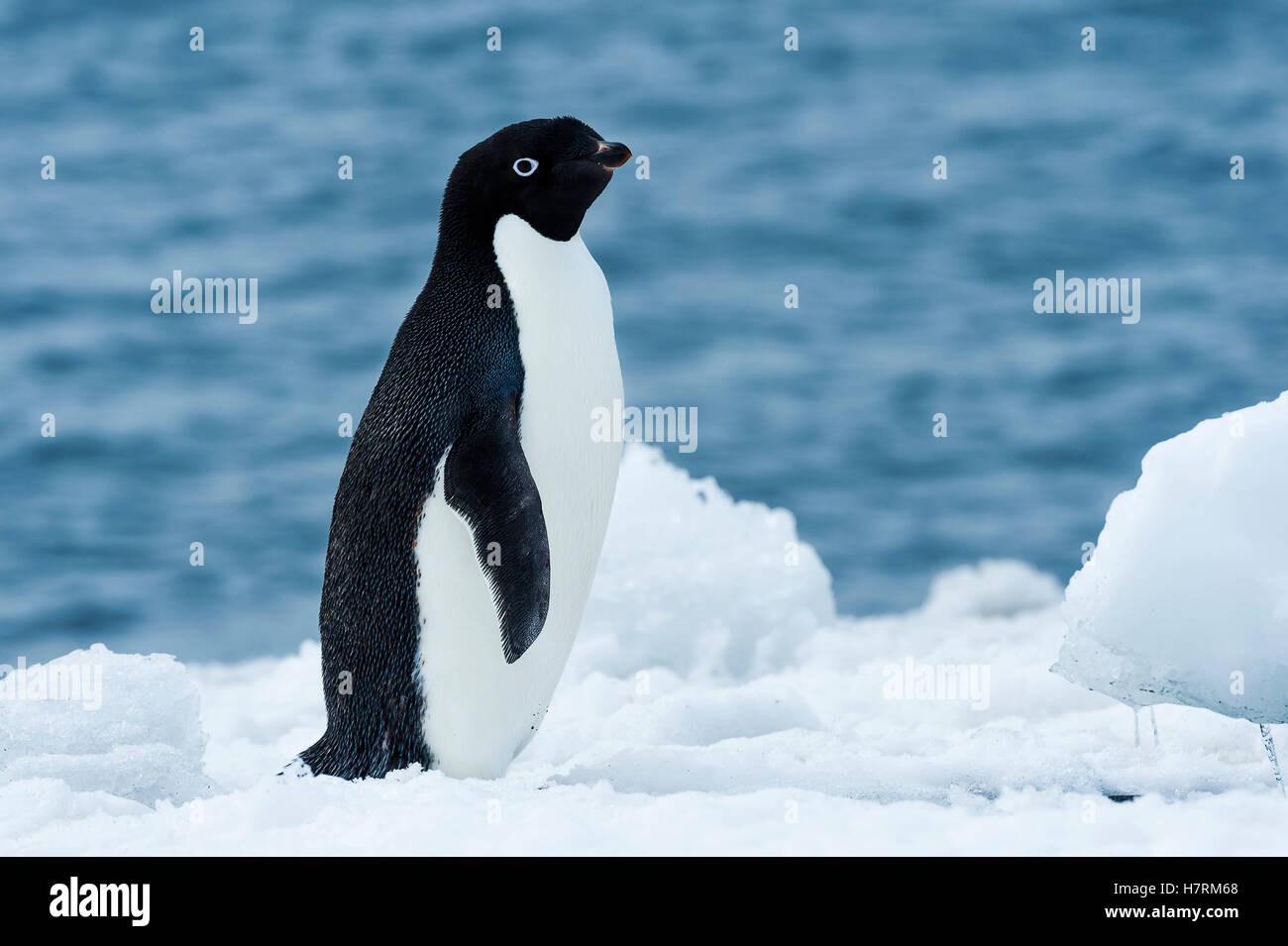 Adelie Penguin (Pygoscelis Adeliae); Antarktis Stockfoto