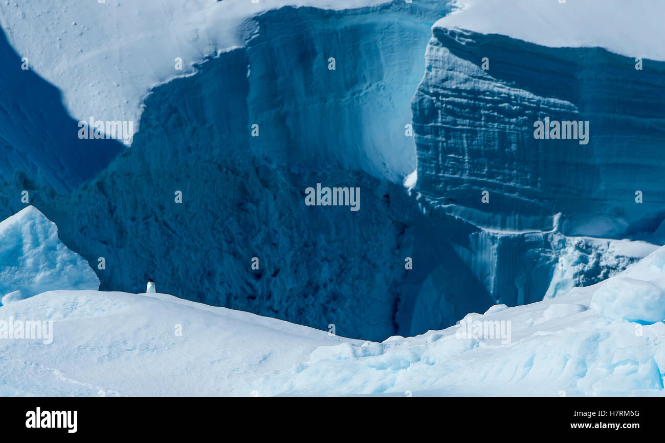 Eisklippen mit einem einsamen Pinguin gefroren; Antarktis Stockfoto