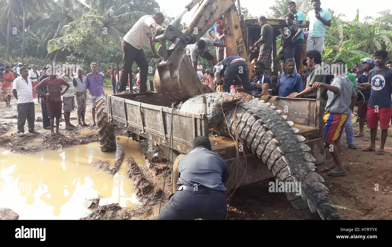 Colombo, Sri Lanka. 7. November 2016. Personen laden ein Krokodil an einen Traktor vor der Freigabe zurück in einen nahe gelegenen Fluss in der südlichen Stadt Matara, Sri Lanka, am 7. November 2016. © Easwaran/Xinhua/Alamy Live-Nachrichten Stockfoto