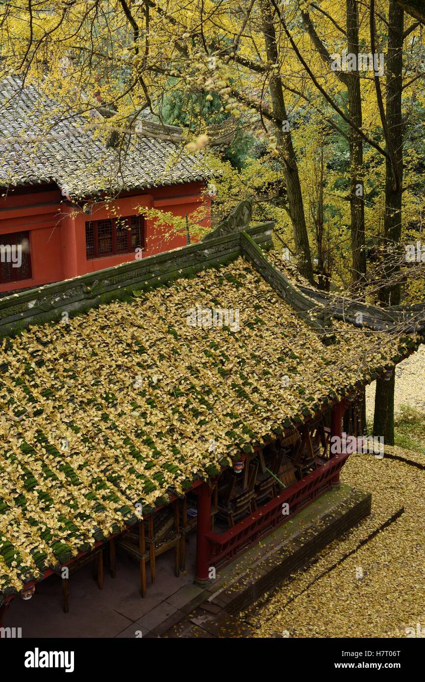 Ya'an. 8. November 2016. Foto aufgenommen am 8. November 2016 zeigt gefallenen Blätter des Ginkgo-Bäume im Tiangai Tempel der Mengding Berg szenische Zone in Ya'an Stadt, der südwestlichen chinesischen Provinz Sichuan. Bildnachweis: Jiang Hongjing/Xinhua/Alamy Live-Nachrichten Stockfoto