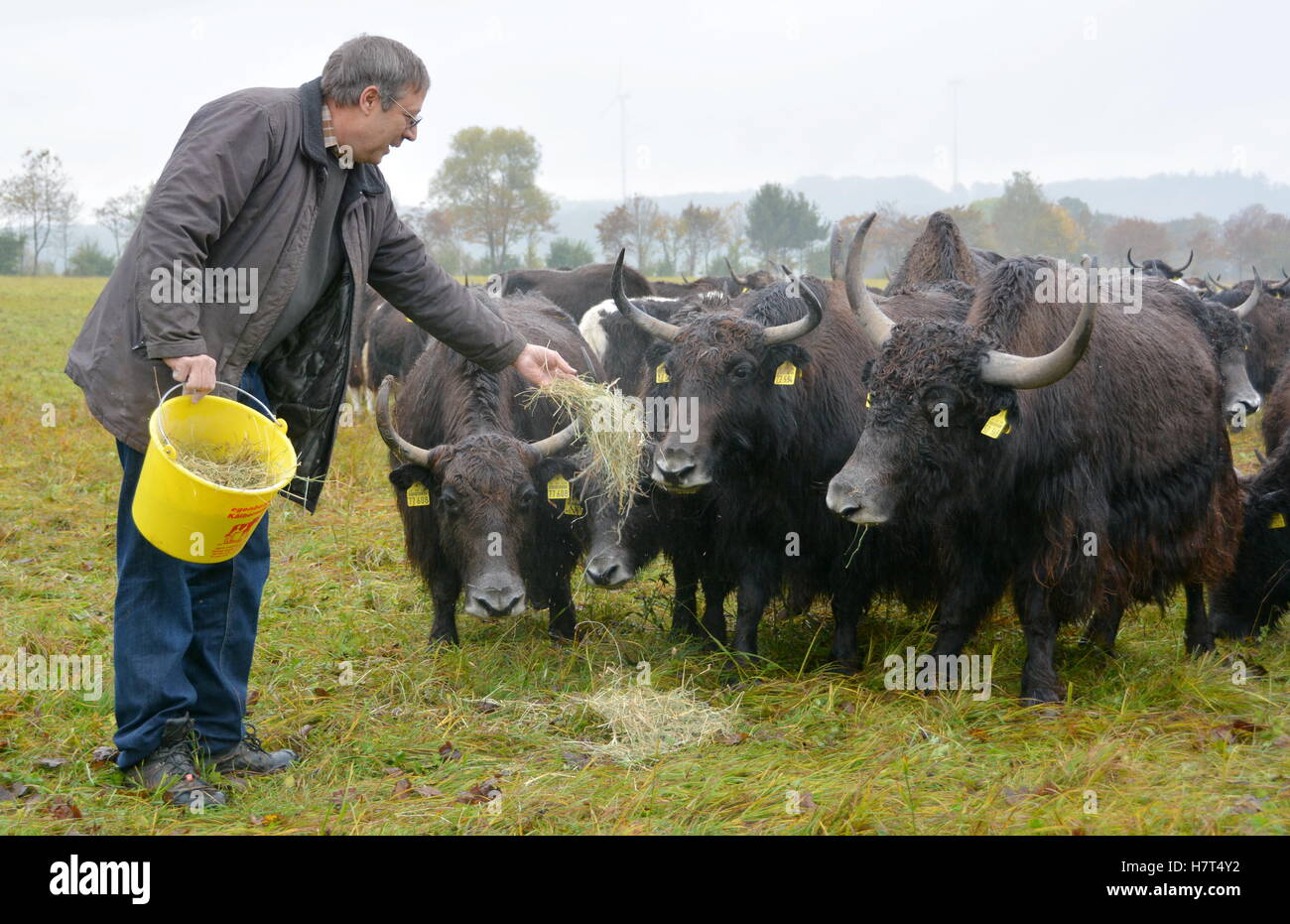 Bio-Landwirt und Yak Züchter Hans Rueffer füttert seine Yak "Nano" auf einem Stellplatz in der Nähe von Schlüchtern, Deutschland, 25. Oktober 2016. Rueffer hat sich spezialisiert im Verkauf von asiatischen Hochlandrinder. Foto: Jörn Perske/dpa Stockfoto