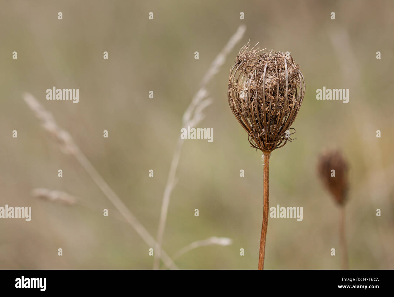 Die Königin Annes Spitze hält Samen in seinem Nest holzigen Dolde. Orchard Gräser füllen Sie den Hintergrund. Stockfoto