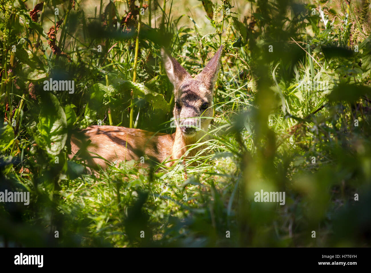 Ein kleines Rehkitz liegend in Rasen, durch Büsche gesehen. Stockfoto