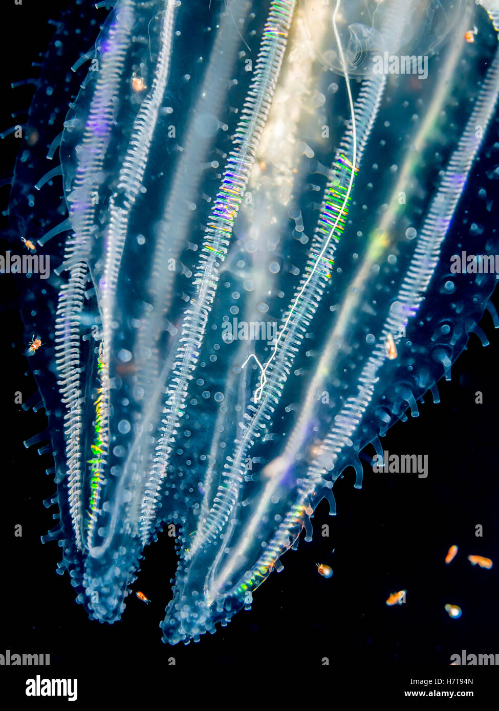 Lobate Ctenophore oder Comb Jelly (Leucothea Multicornis), das mehrere Meilen vor der Küste von Hawaii während Einer Blackwater-Insel fotografiert wurde ... Stockfoto