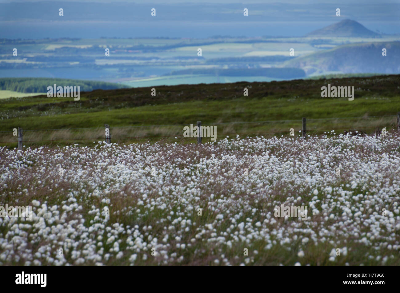 Schottland - Wollgras Moor auf die Hillfoots der Lammermuir Hügel, East Lothian. Traprain Law Hügel in der Ferne. Stockfoto