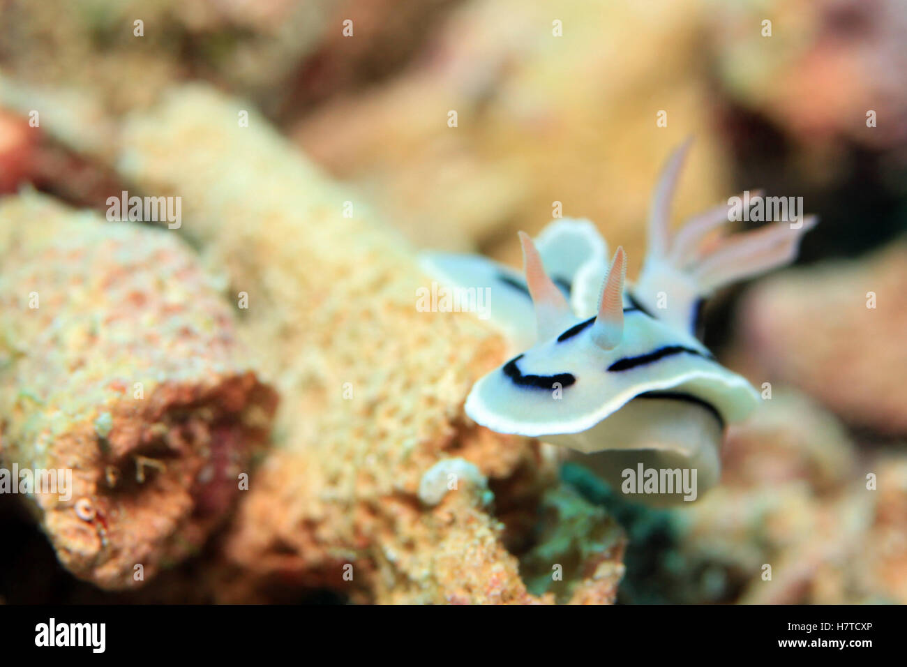 Loch des herrlichen Slug (Chromodoris Lochi) Nacktschnecken. Wagmab, Raja Ampat, Indonesien Stockfoto