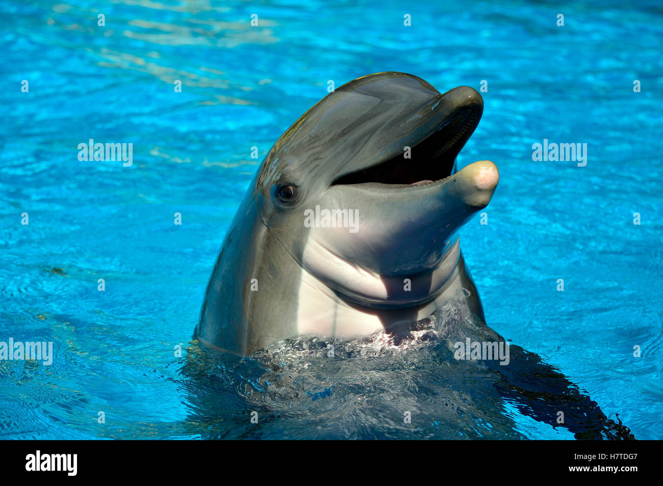 Bottlenose Dolphin Kopf lateinische Name Tursiops truncatus Stockfoto
