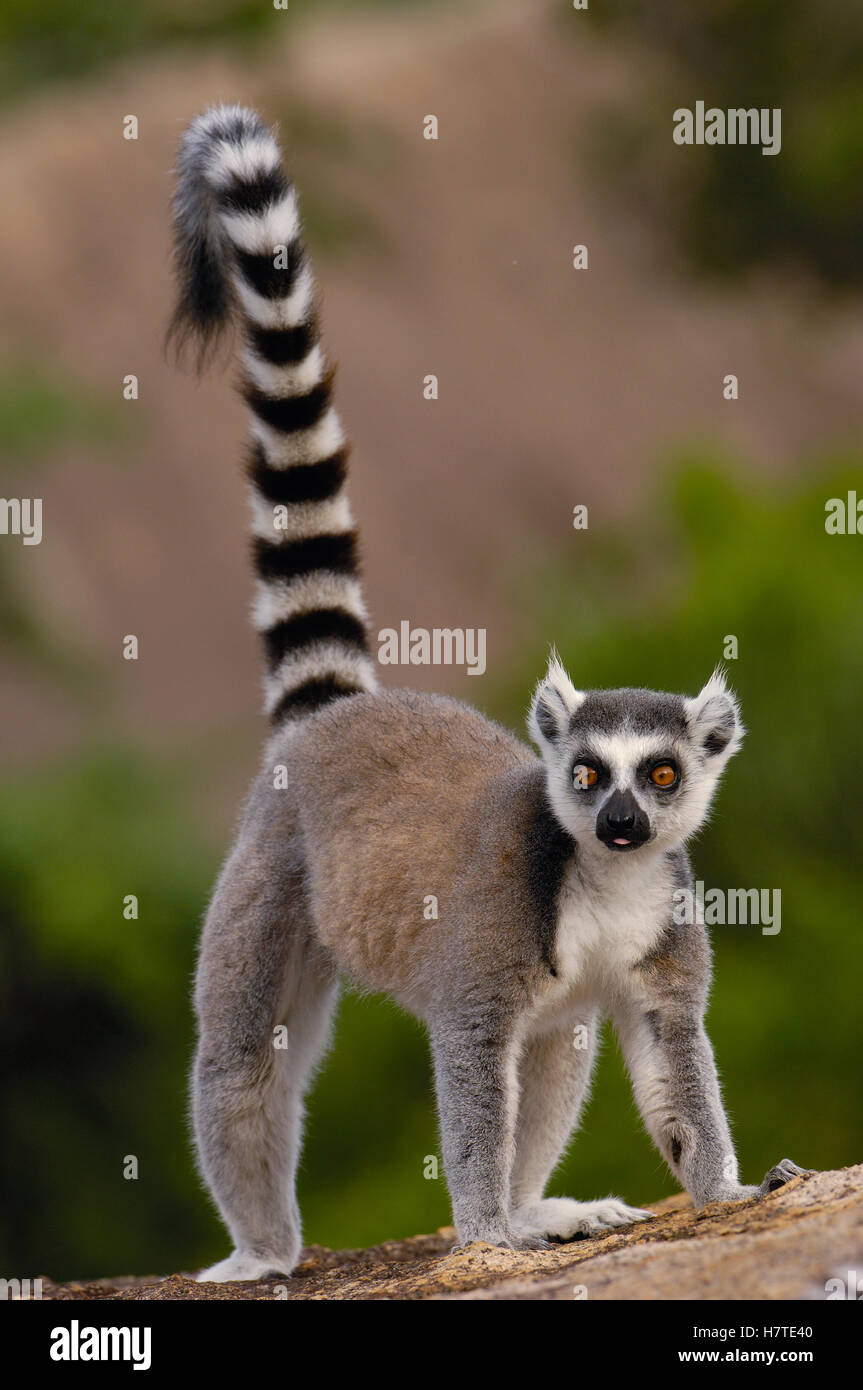 Katta eshakli bekasi bilan porno jinsiy aloqa, yuziga eshak