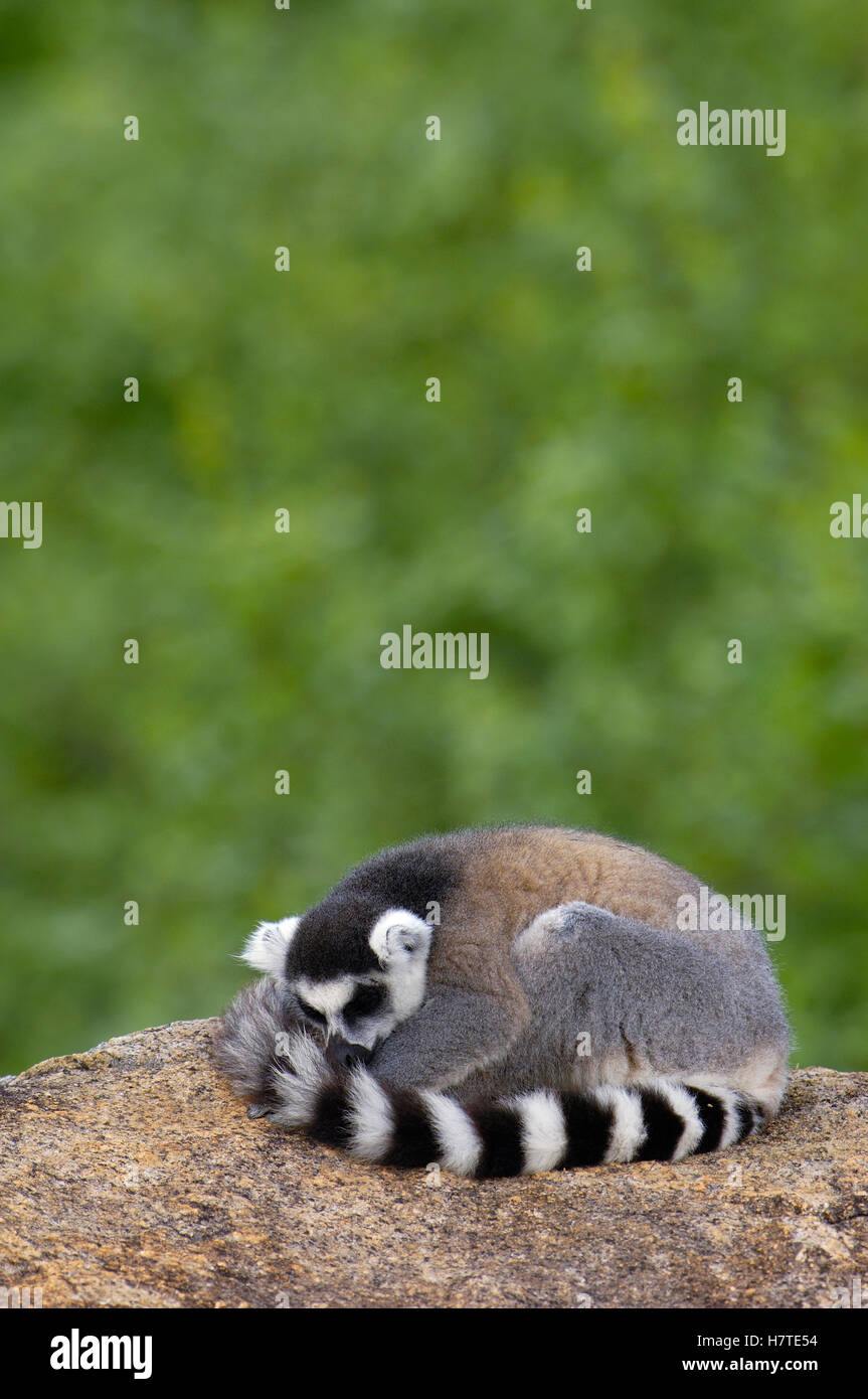 Qichqiriq va katta Dik dan vahshiyona cums