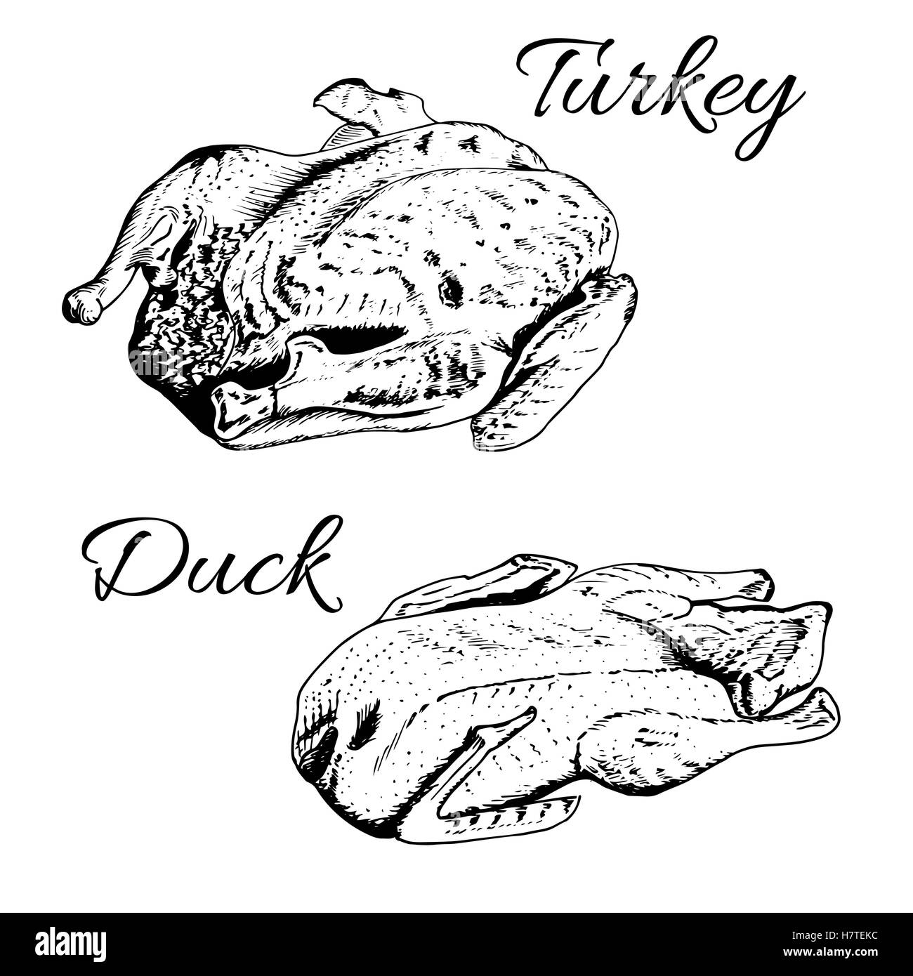 Skizze der Türkei und Ente. Stock Vektor