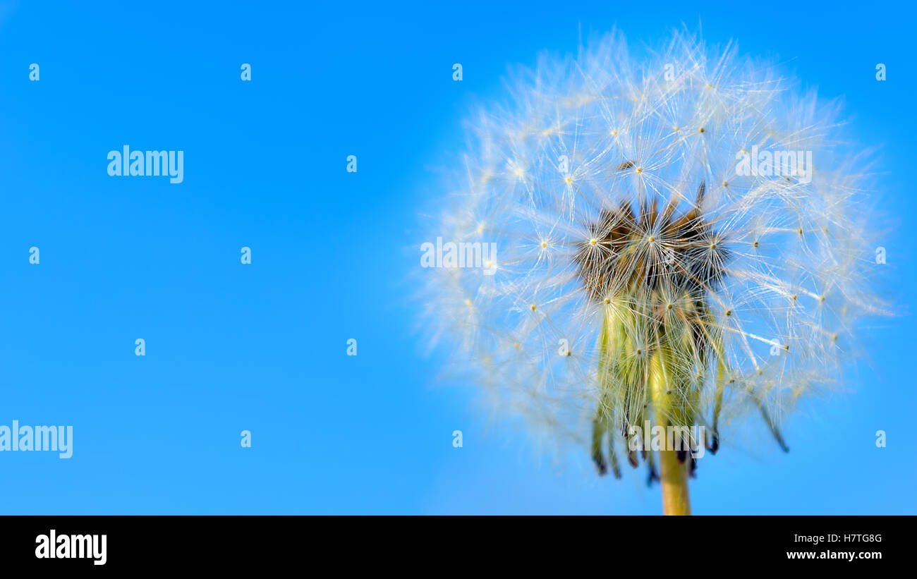 Löwenzahn weißen kugelförmigen Kopf der Samen auf den blauen Himmelshintergrund. Sommerwiese mit blühenden Löwenzahn. Schöne Sommerwiese Stockfoto