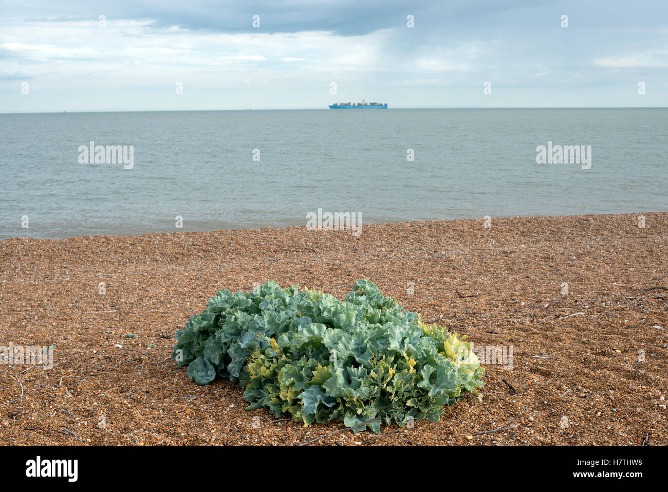 Seakale, bawdsey Fähre, Suffolk, Großbritannien. Stockfoto