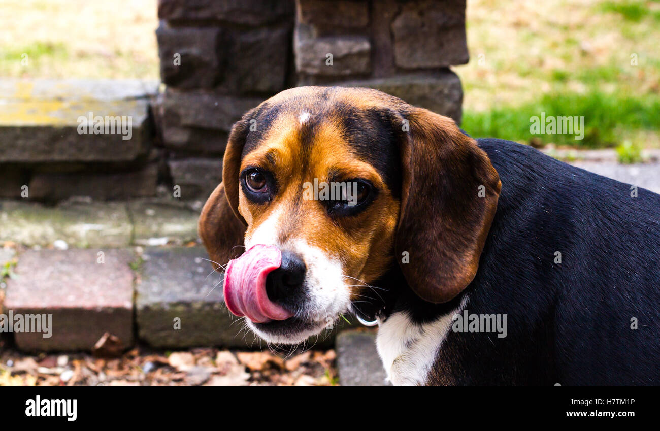 Erwachsene männliche Beagle Hund seine Zunge. Stockfoto