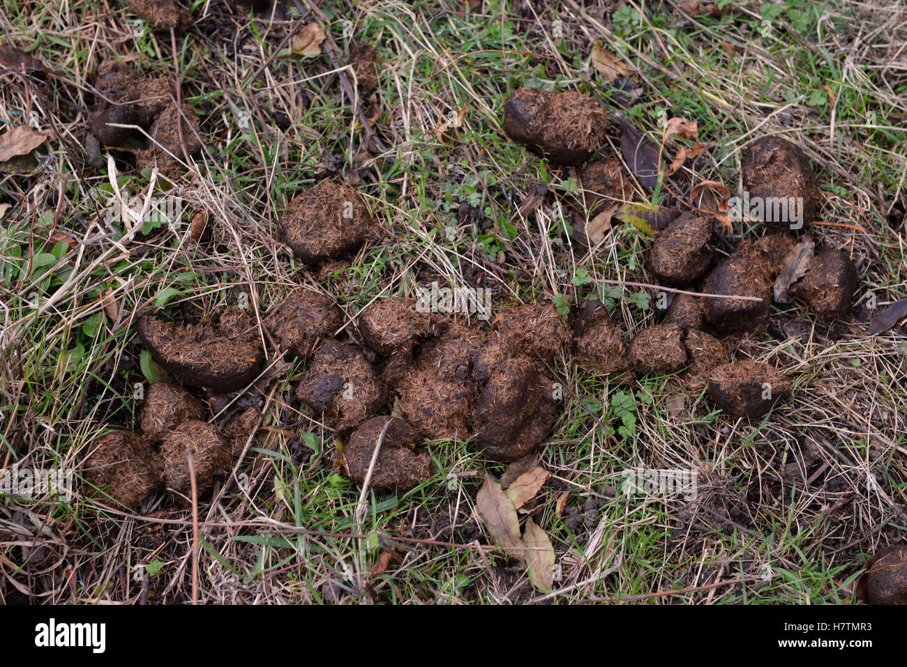 Pferdemist Stockfoto