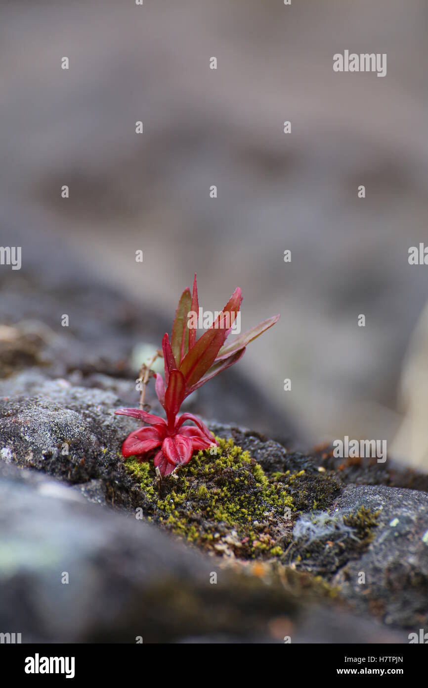 Einzelne rote Pflanze wächst auf kargen Stein. Stockfoto