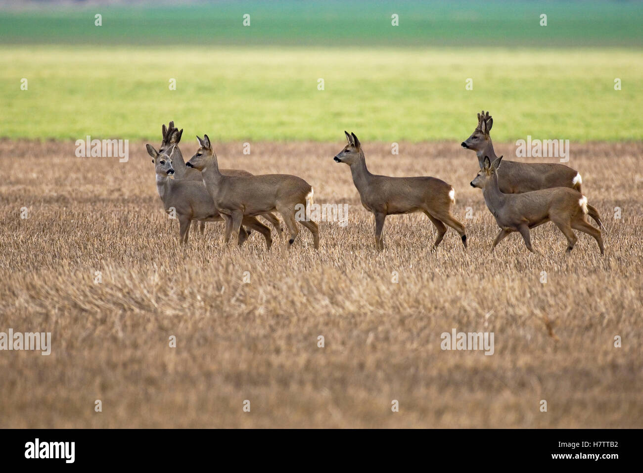 Wie Nennt Man Eine Gruppe Rehe www.alamy.de