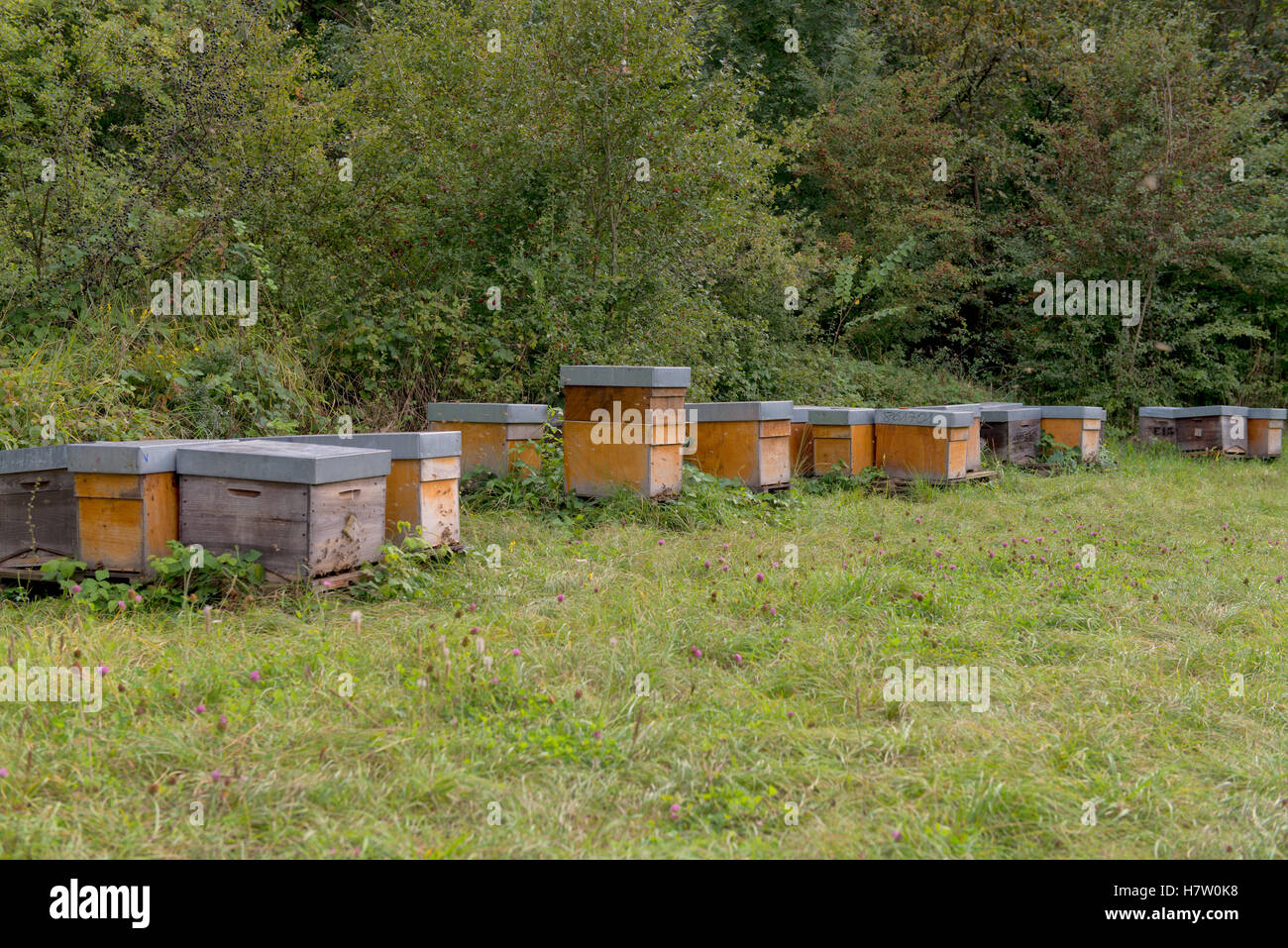 Bienenstöcke in der Landschaft Stockfoto