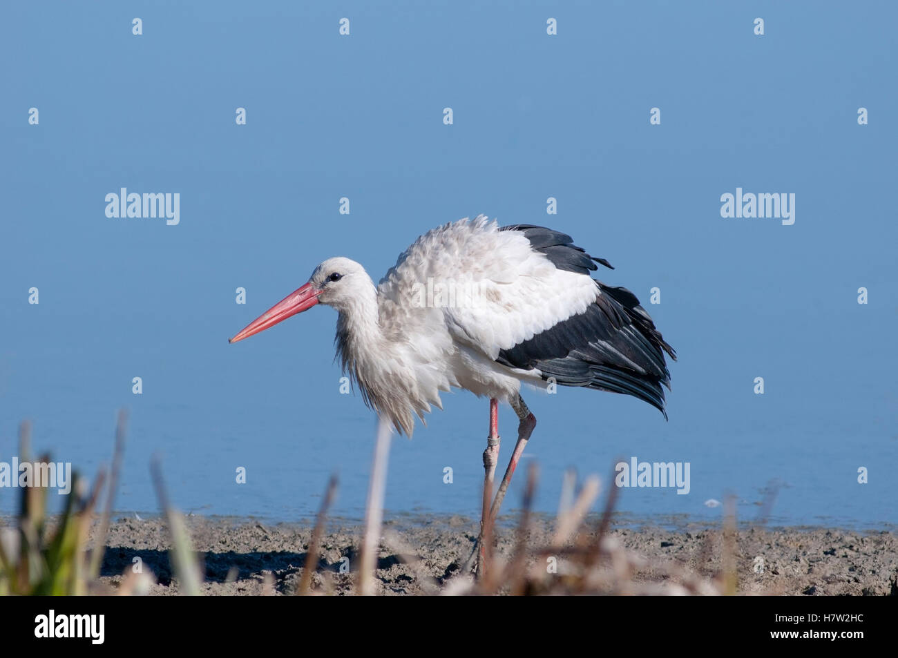 Weißstorch, Ciconia Ciconia, Erwachsener auf Nahrungssuche im flachen Wasser im Feuchtgebiet. Stockfoto