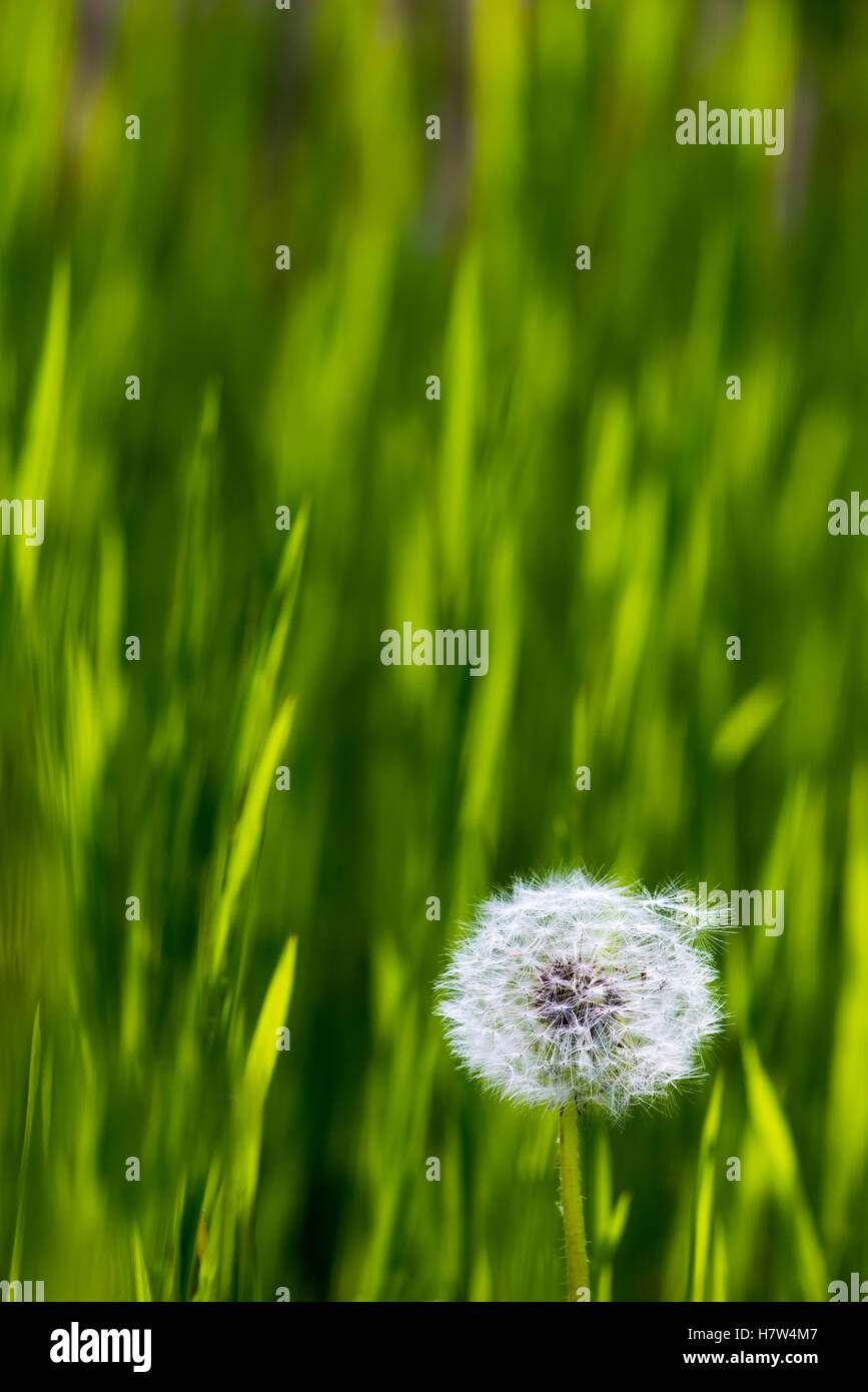 Löwenzahn in einem Feld Gras in natürlichem Licht Stockfoto